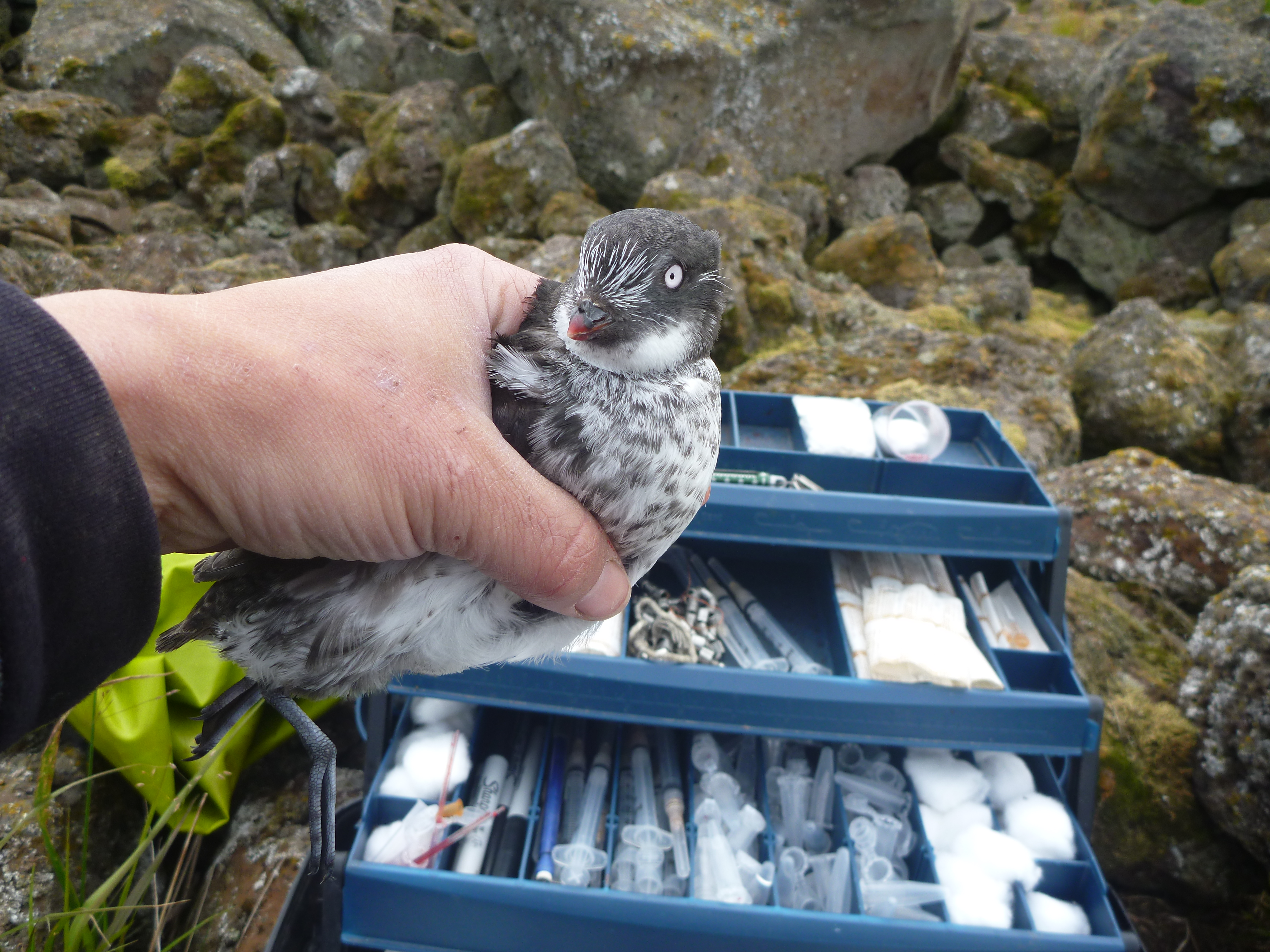A least auklet