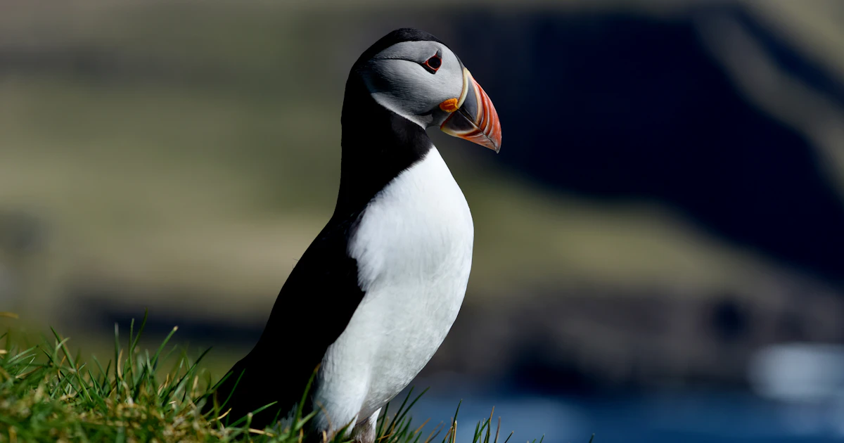 Puffins Using Sticks Puffins captured on film using sticks as a tool to scratch themselves