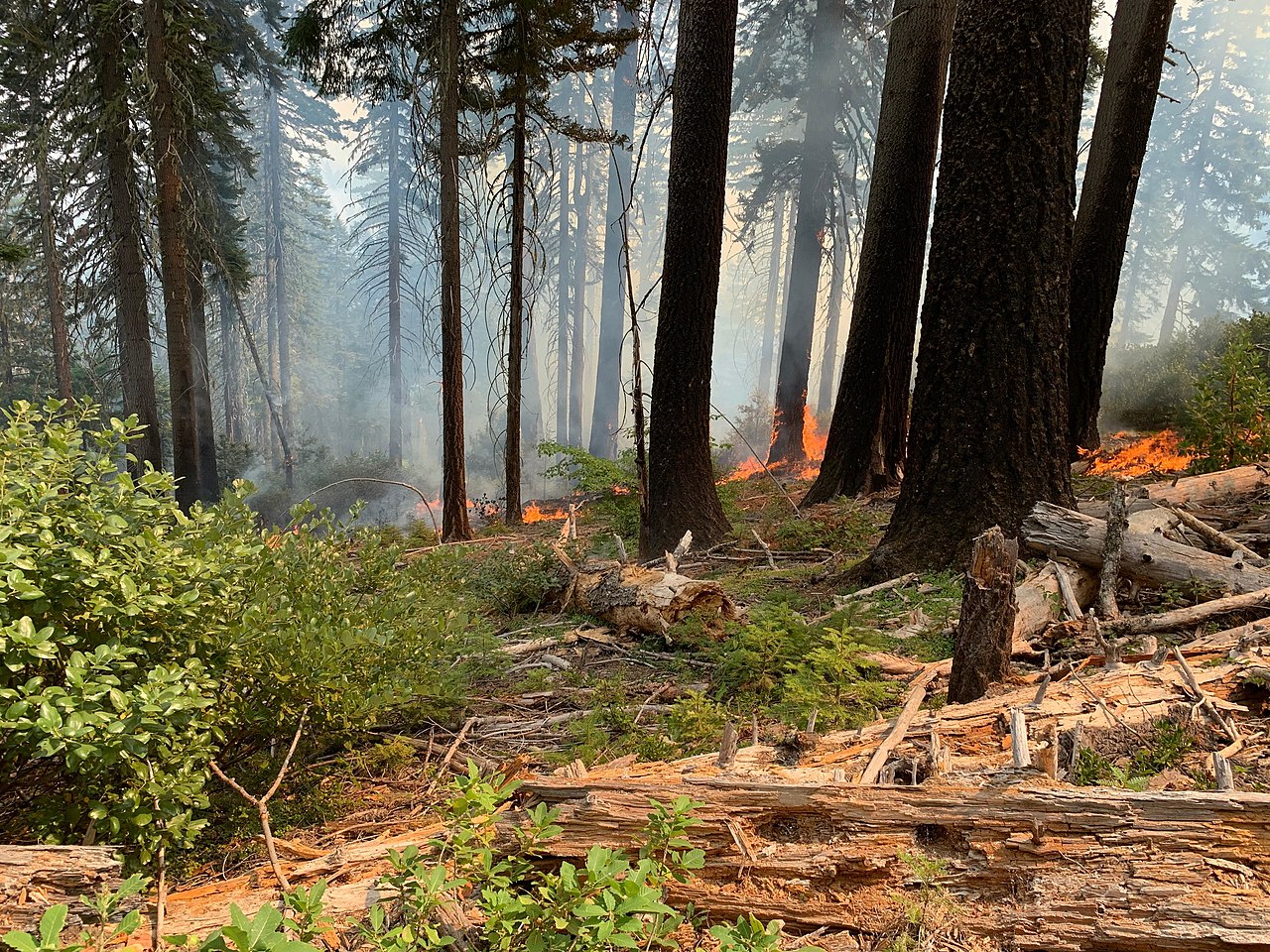 Understory burn as part of the Red Salmon Complex Fire, September 3, 2020