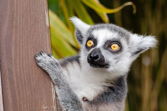 ring-tailed lemur ring-tailed lemur