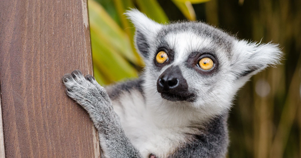 fruity scent of lemur stink flirting