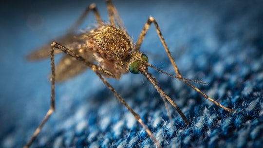a close-up photograph of a mosquito on blue fabric