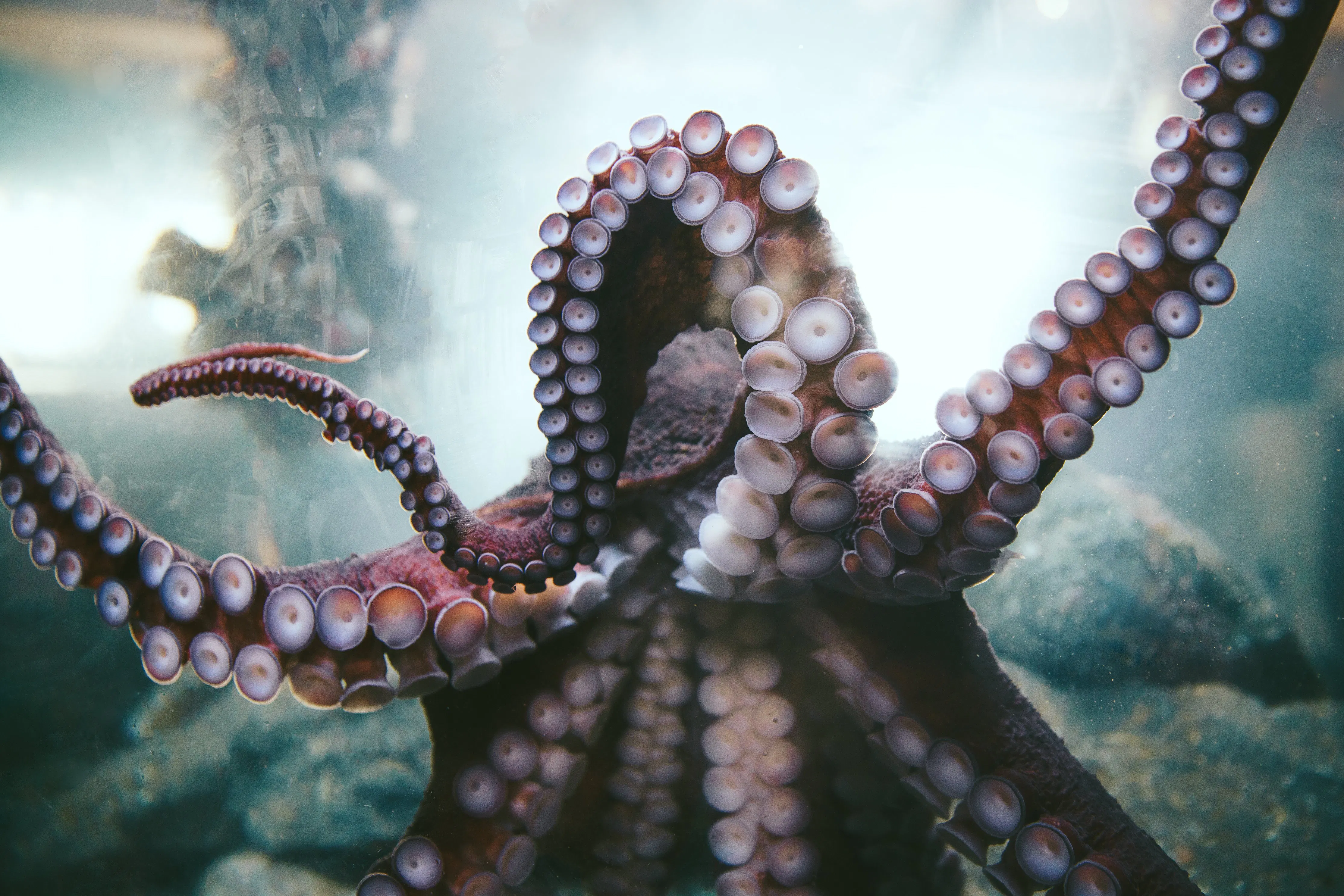 Octopus-inspired robot can climb ladders and walls