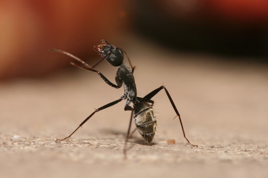 Carpenter ant cleaning its antennae