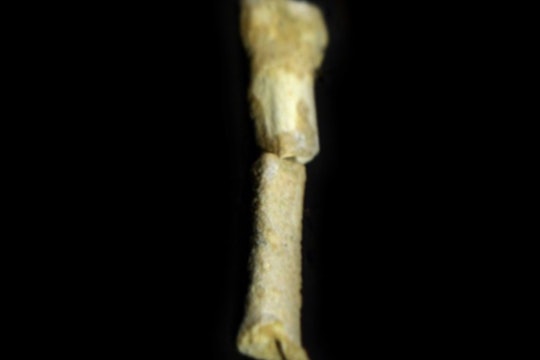 A metatarsal bone from ancient Homo luzonesis.
