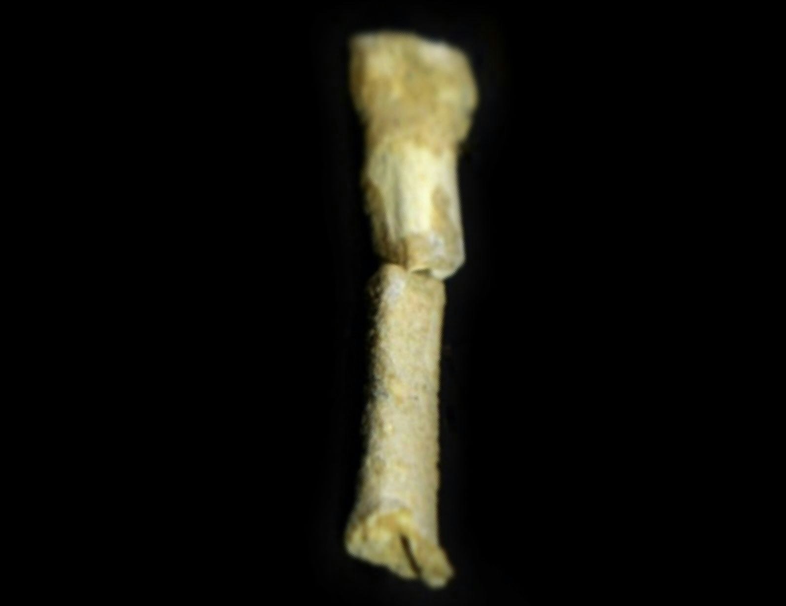 A metatarsal bone from ancient Homo luzonesis.