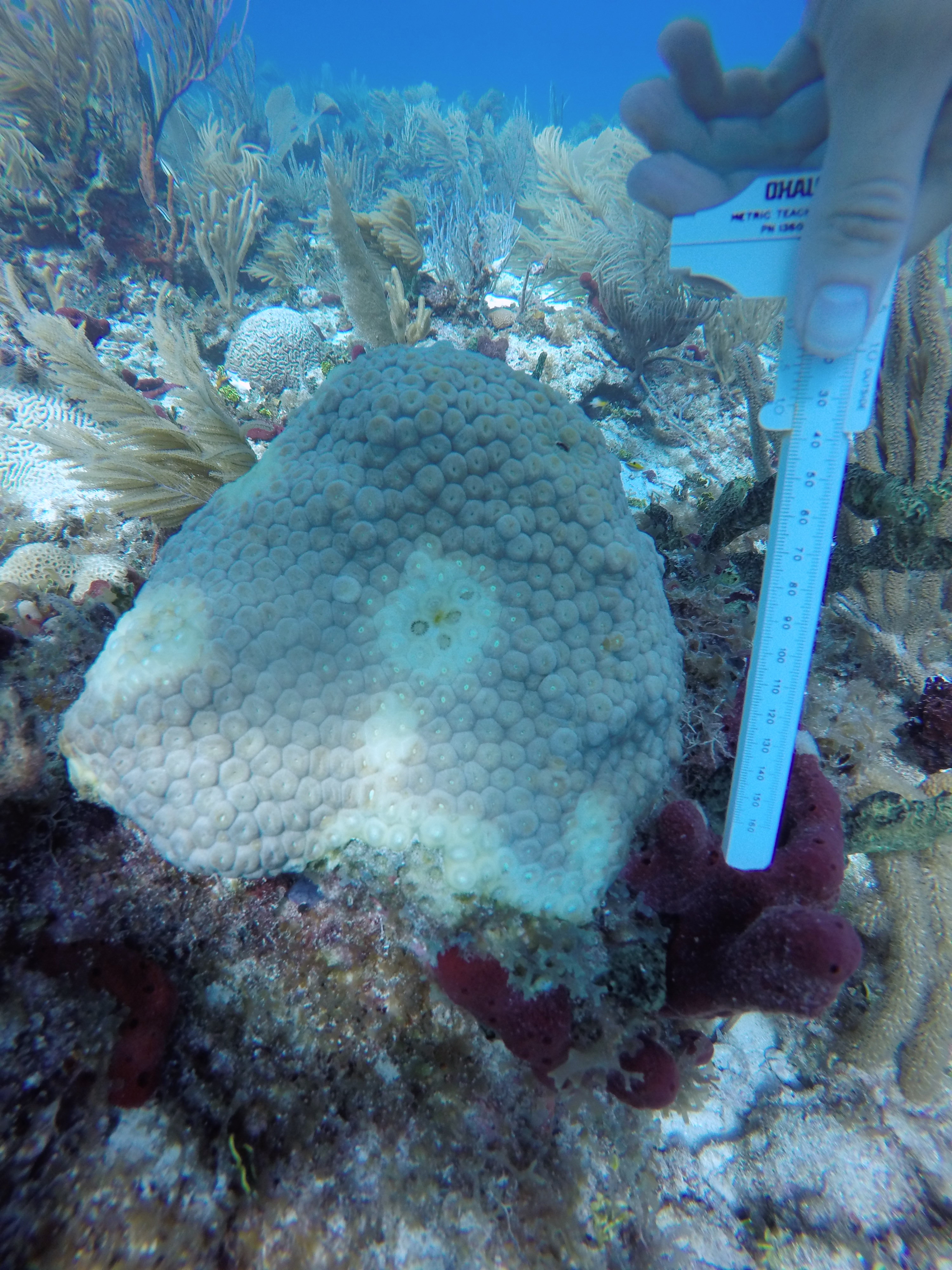 Coral Disease Research