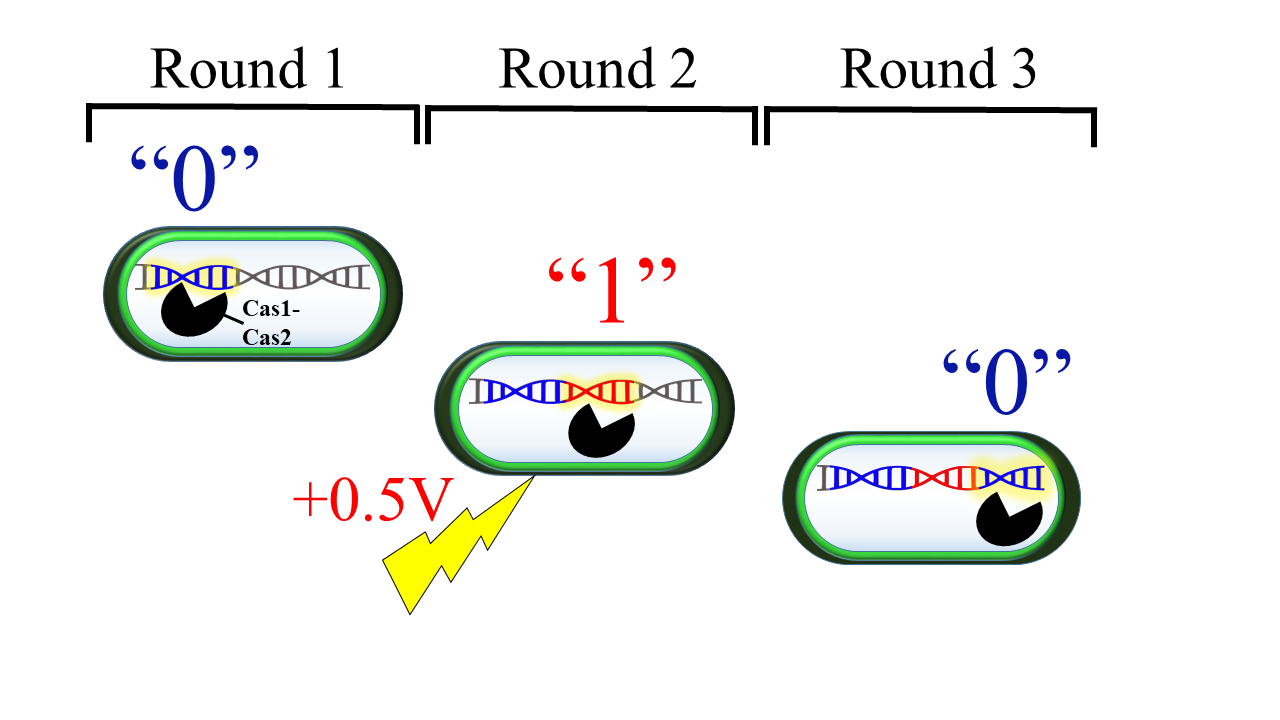 Schematic of how Wang's research team used CRISPR to insert DNA spacers into bacterial DNA, where there are two "rounds" with no data on the other side of a piece of data inserted using an electrical pulse