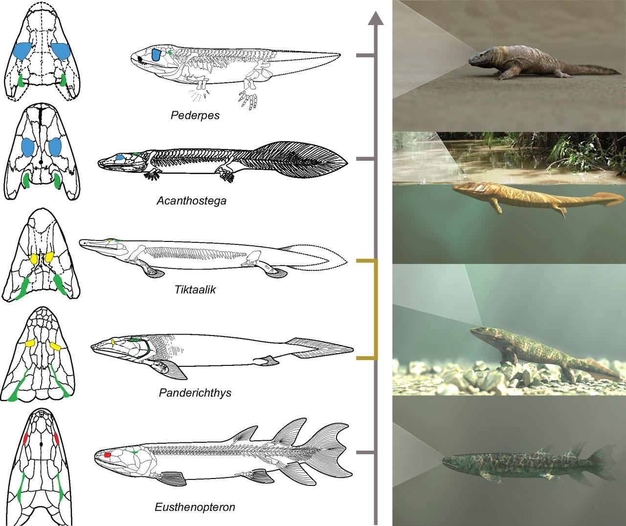 early vertebrates