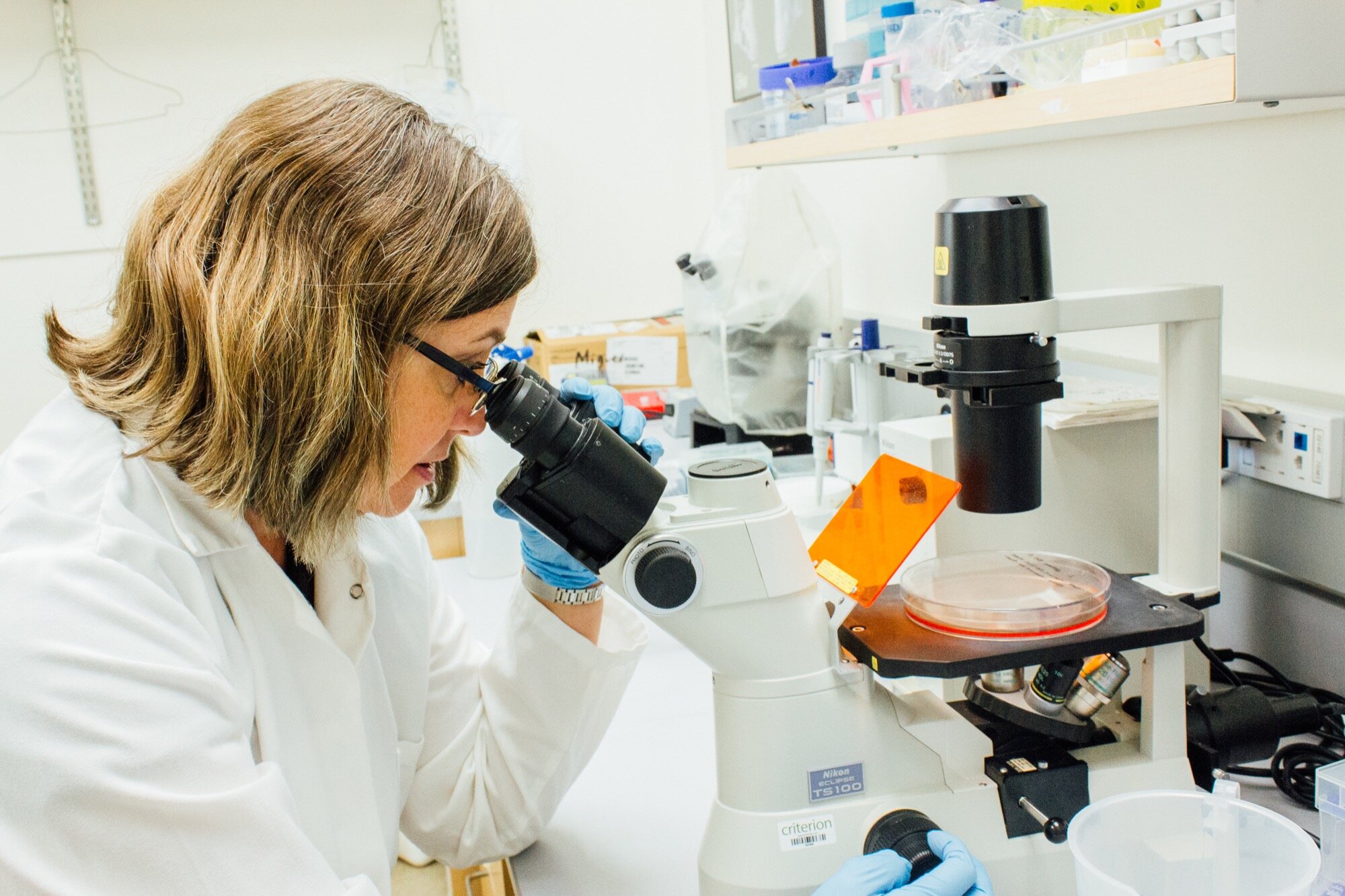 UC Merced Professor Katrina Hoyer looking at Valley Fever (Coccidioides) fungus under a microscope. 