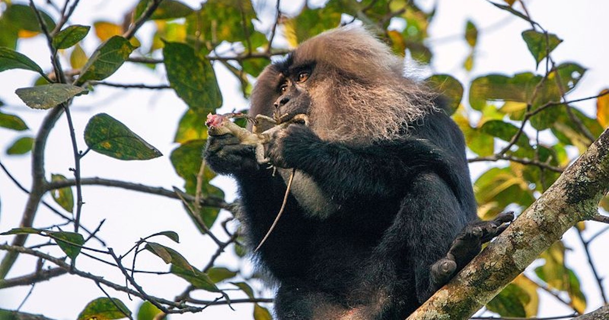 Humans and chimpanzees aren't the only primates that eat meat
