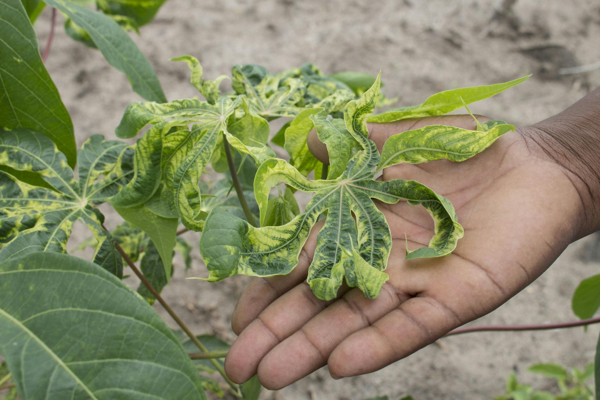 a diseased leaf with light patches