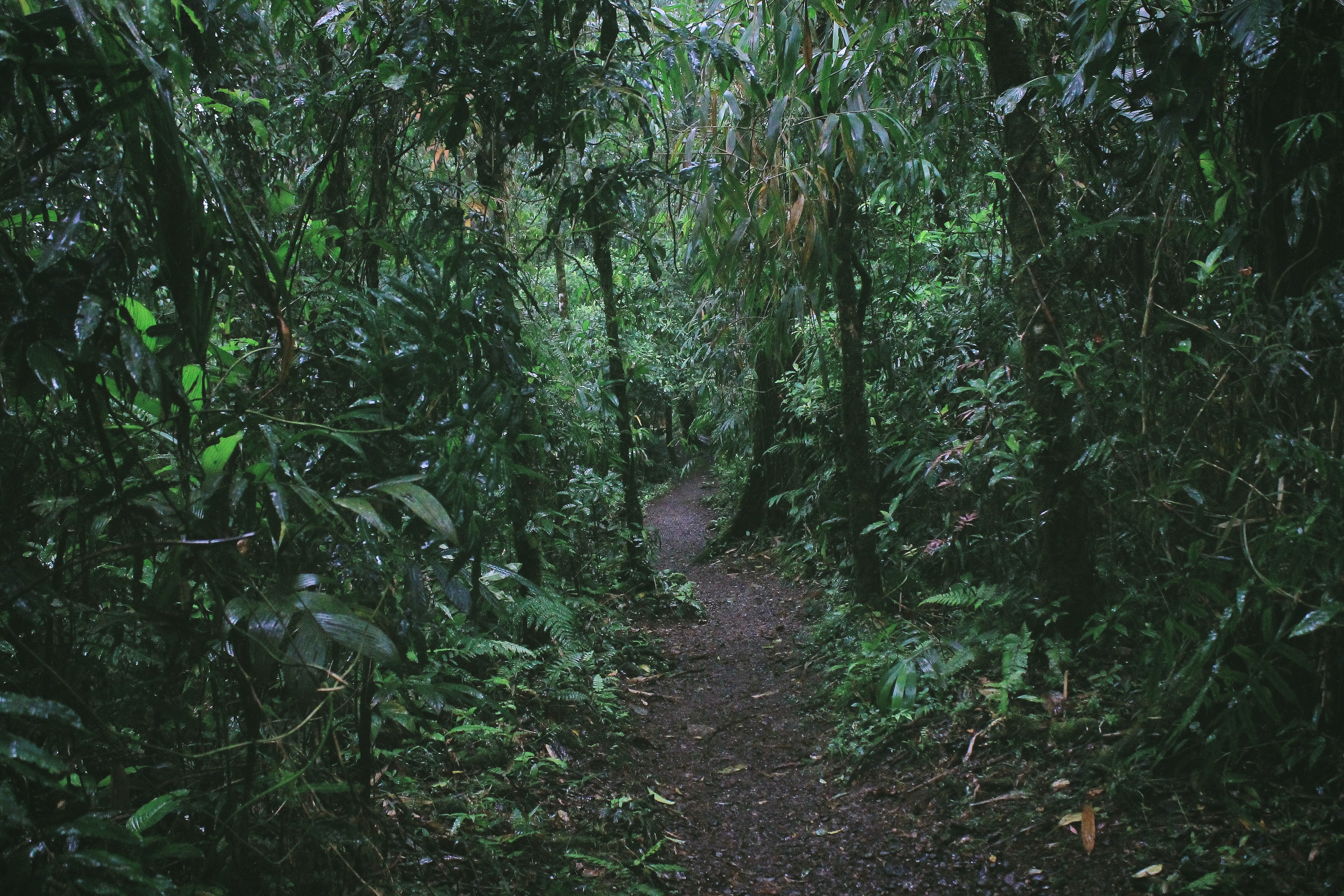 rainforest