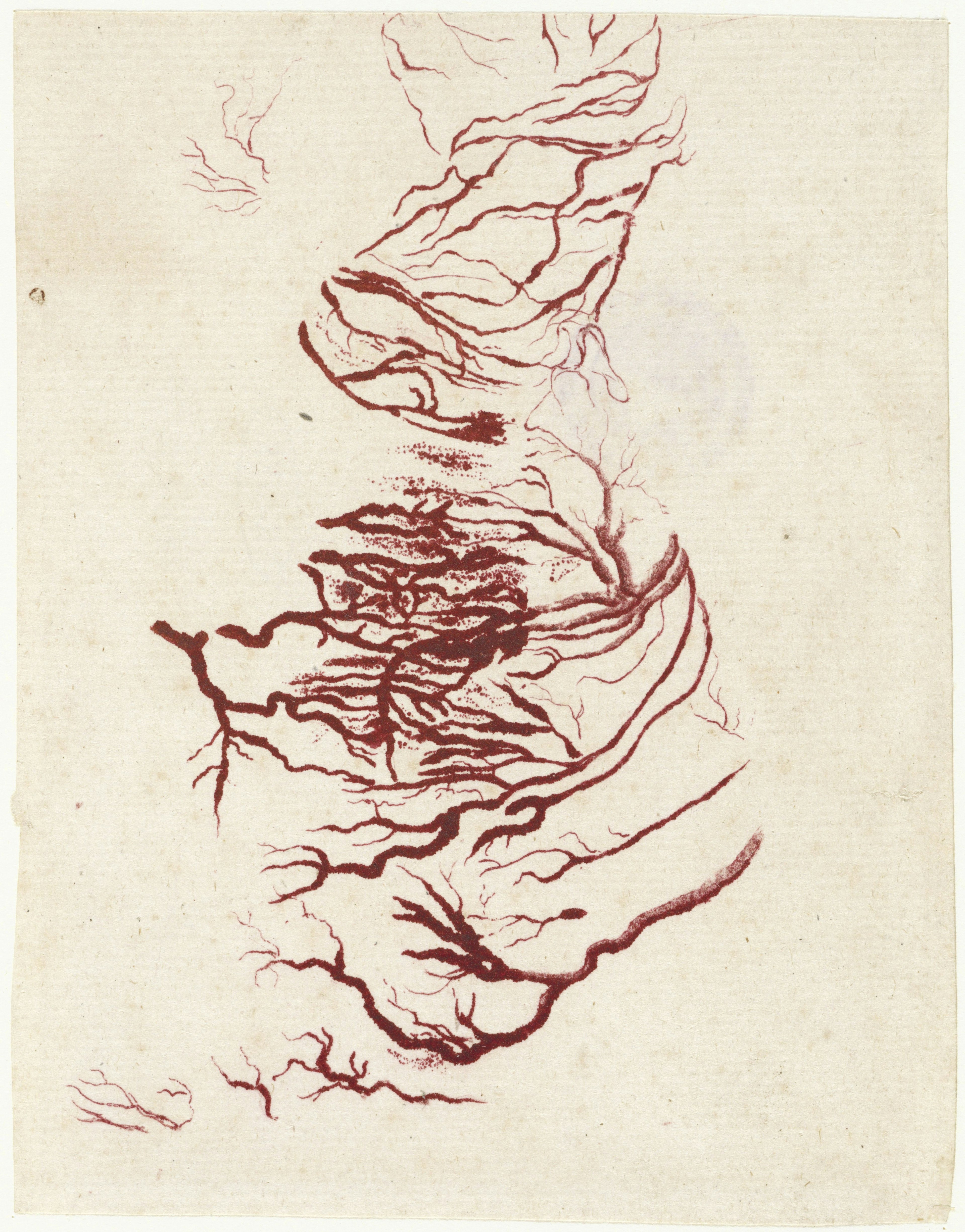 A drawing of the blood vessels of the heart.