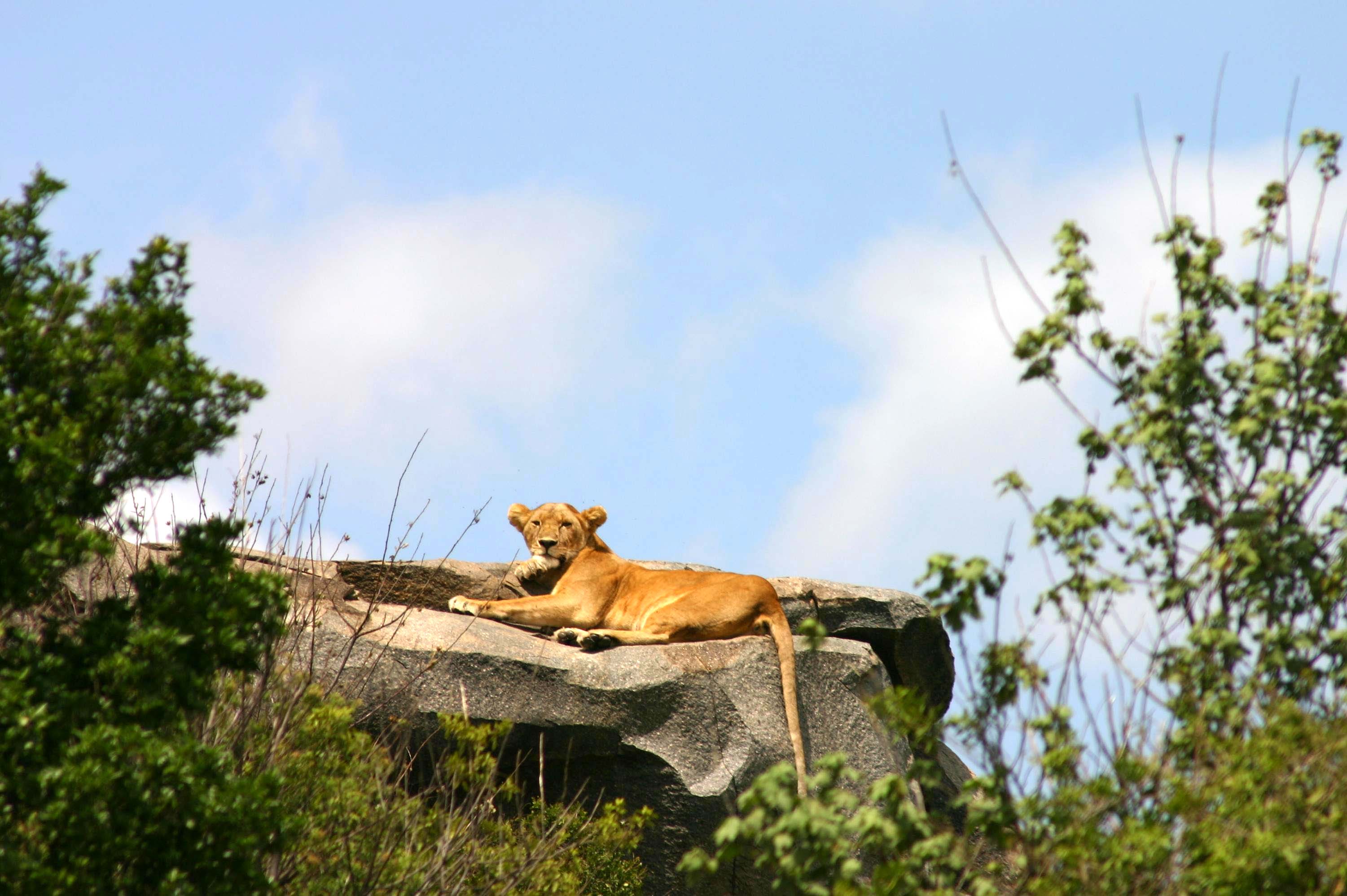 A female lion laying on a rock in the sun in the Serengeti