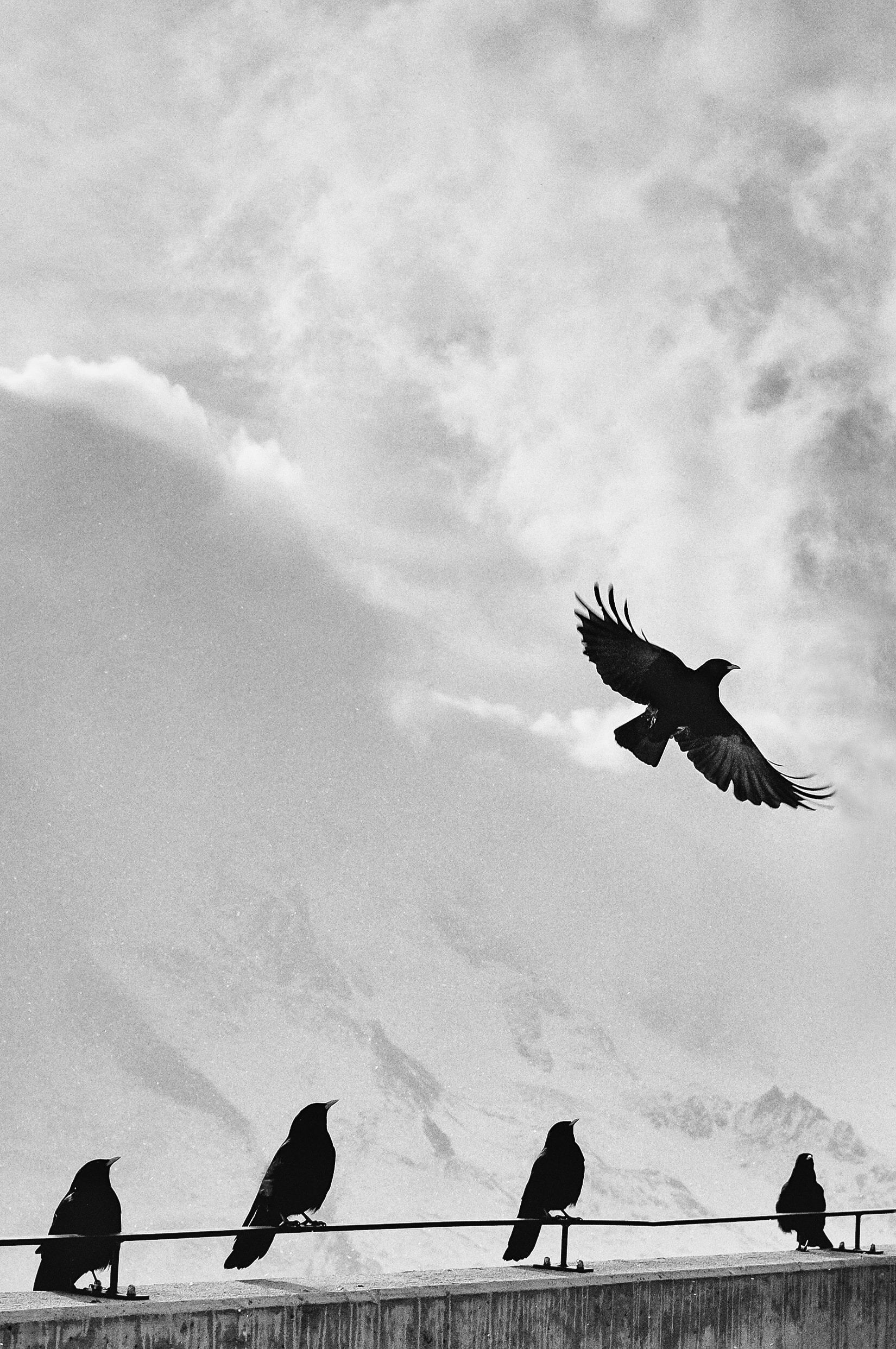 four standing crows looking at one flying