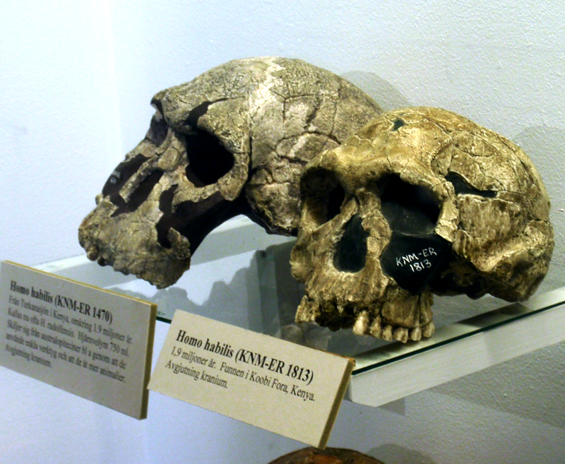 two skulls in a museum