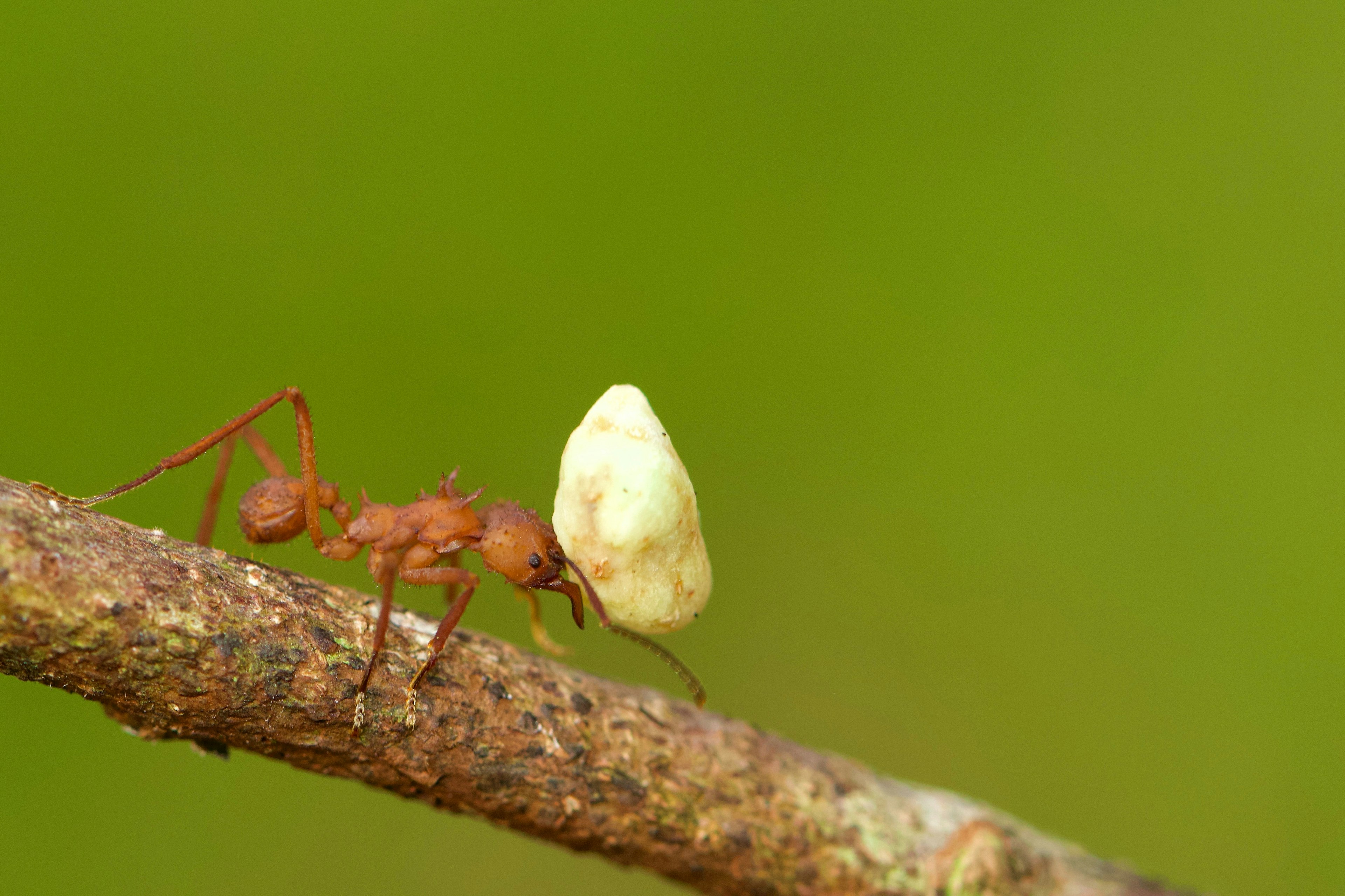 an ant carrying a large white object that looks like a rock