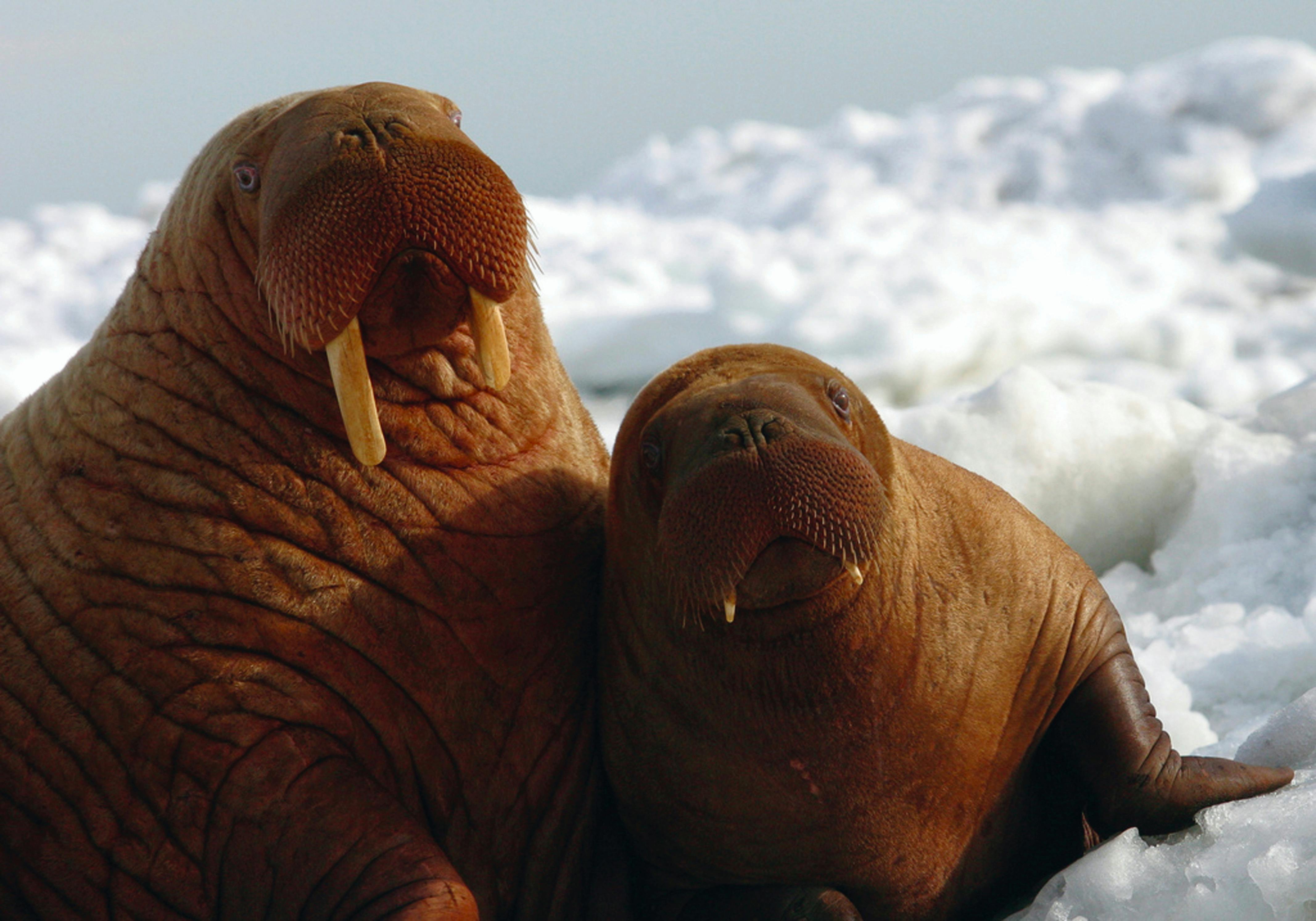 A female Pacific walrus and a calf