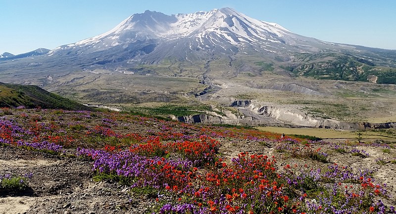 wildflowers in the foreground with the mountain in the background
