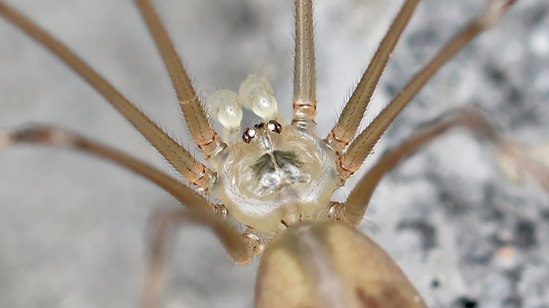 get rid of long bodied cellar spiders