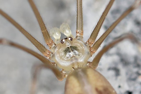 close up of a tan spider with long legs