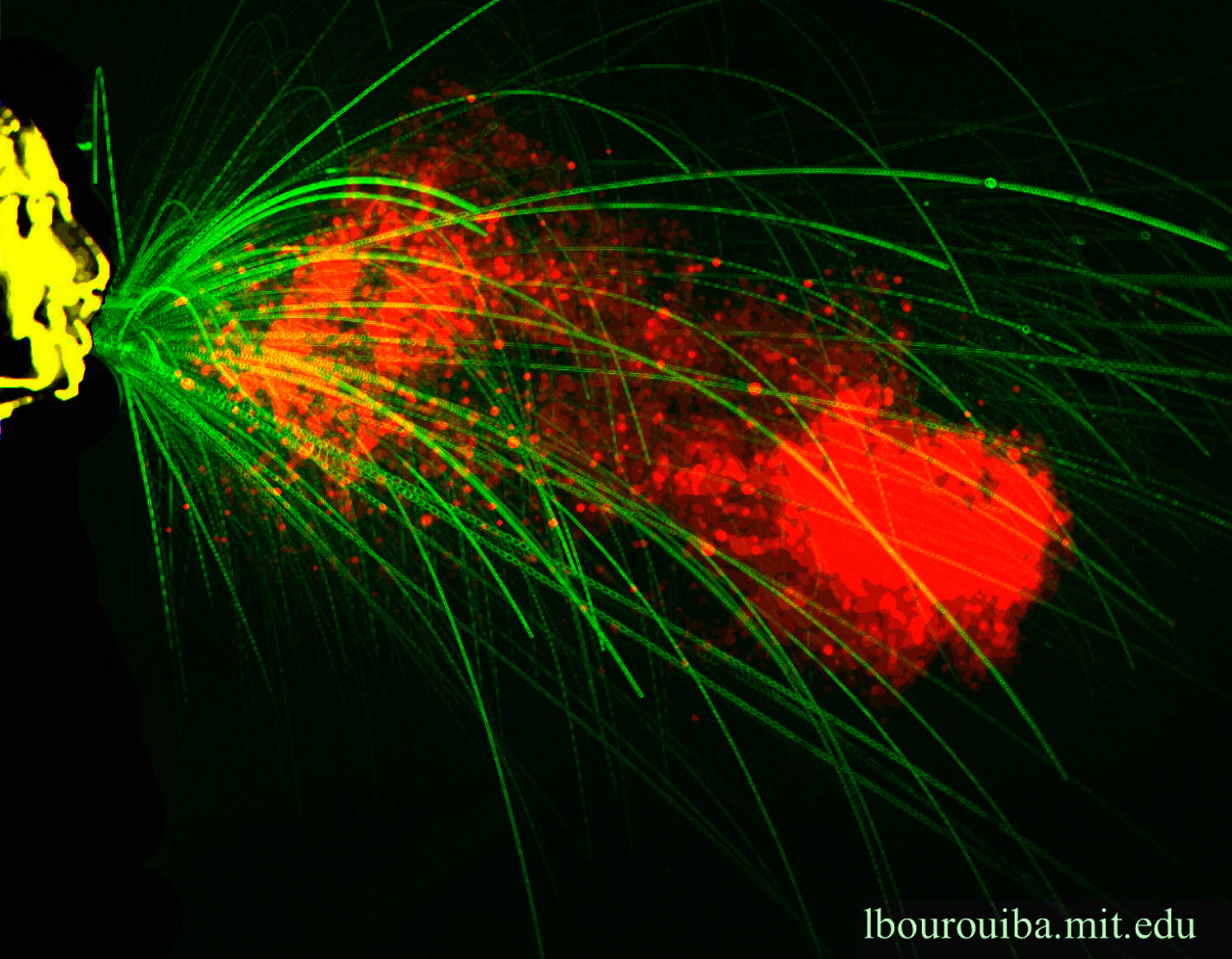 A colored image of the spray and droplets from a sneeze emerging from a human.