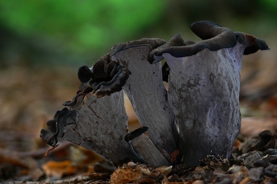 Black trumpet mushrooms