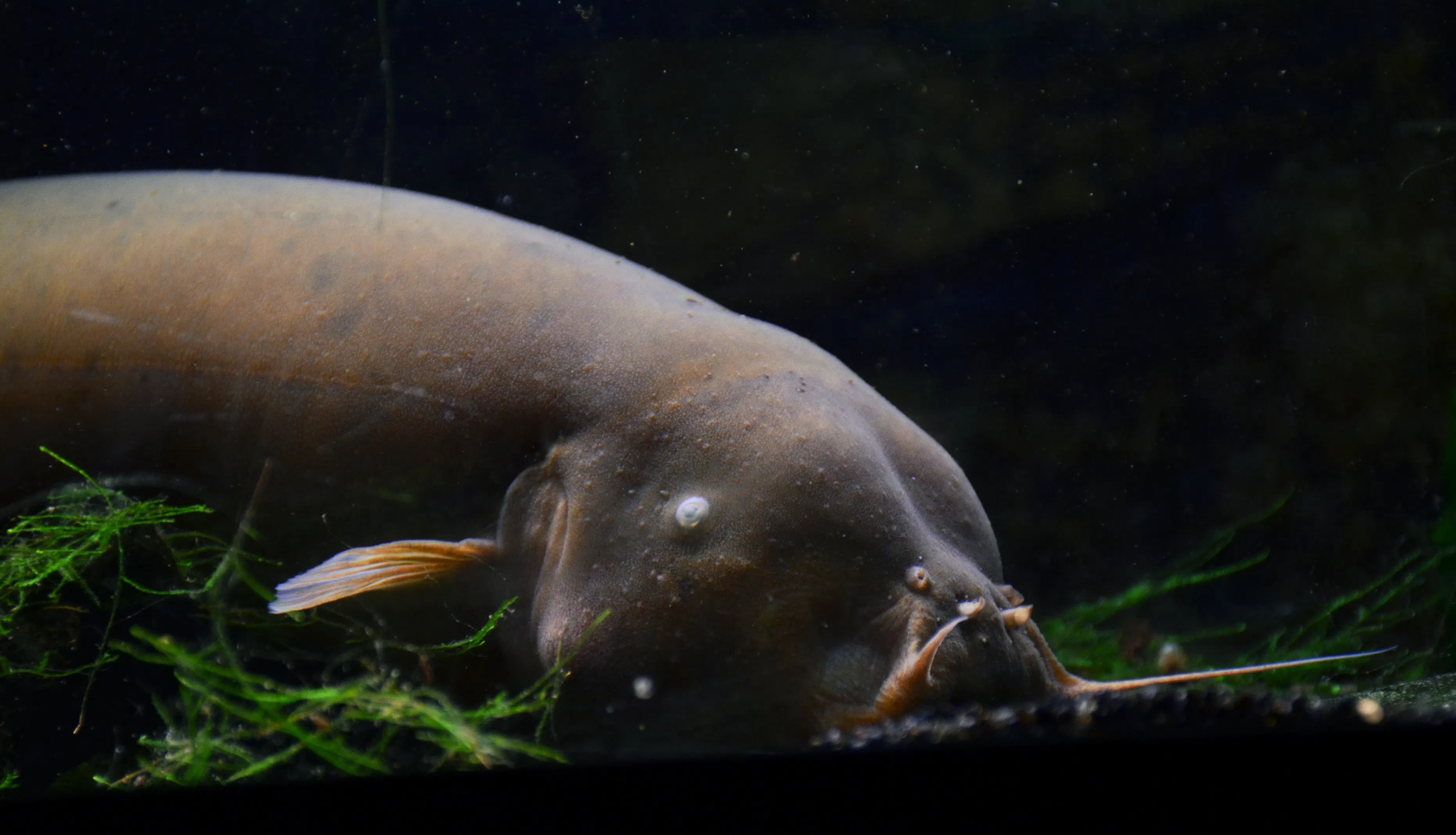 Electric catfish are immune to their own shocks