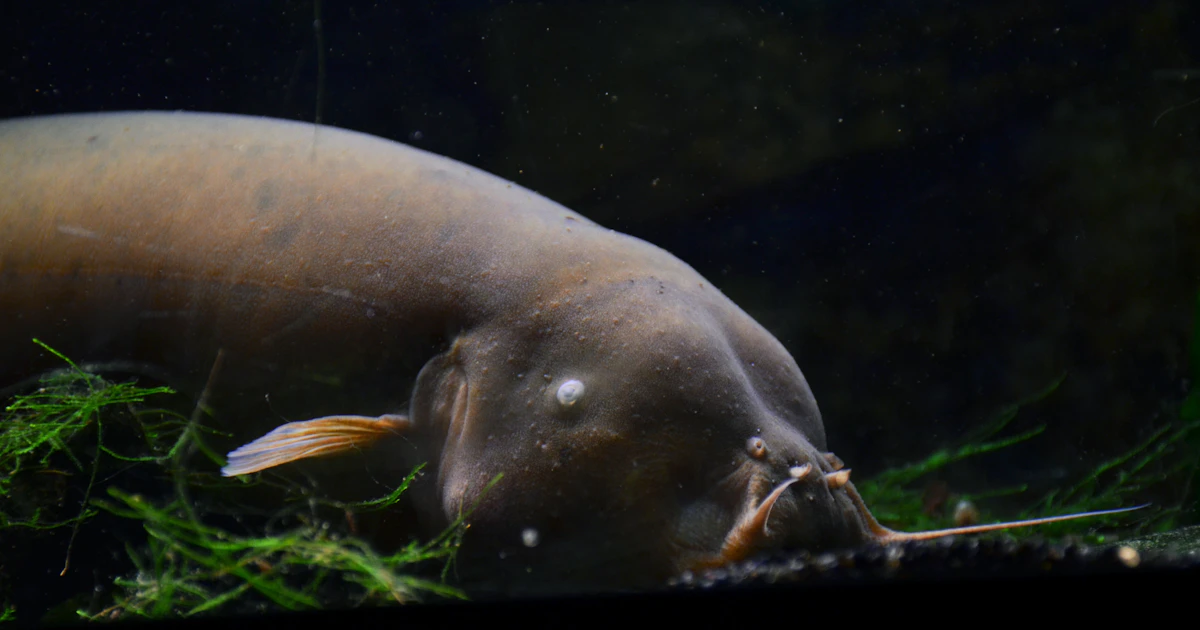 Electric catfish are immune to their own shocks
