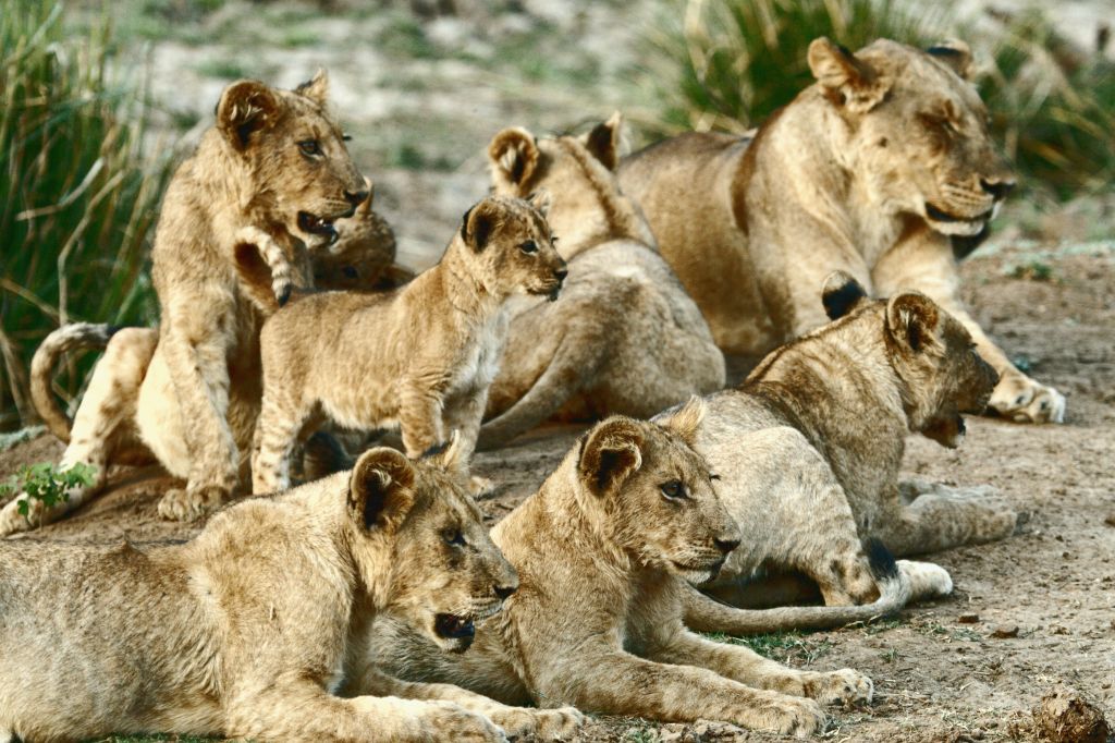A pride of lions with a few cubs all staring menacingly at something off camera.