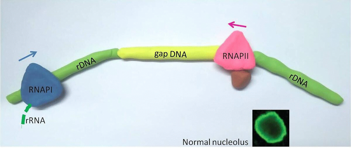 An animation showing RNA Polymerase II blocking RNA Polymerase I in a healthy cell, and the cell becoming unhealthy when RNA Polyermase II is blocked