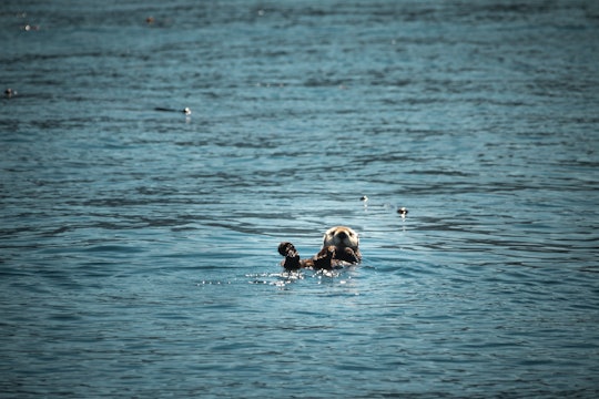 A sea otter swimming on its back