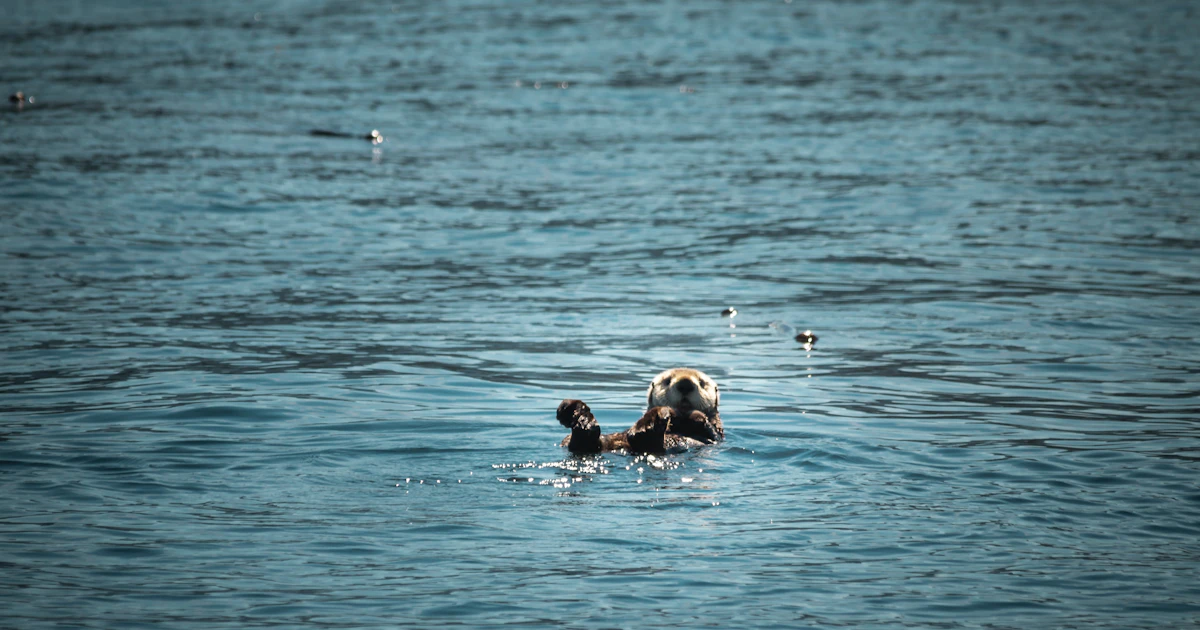 reintroducing sea otters is good for