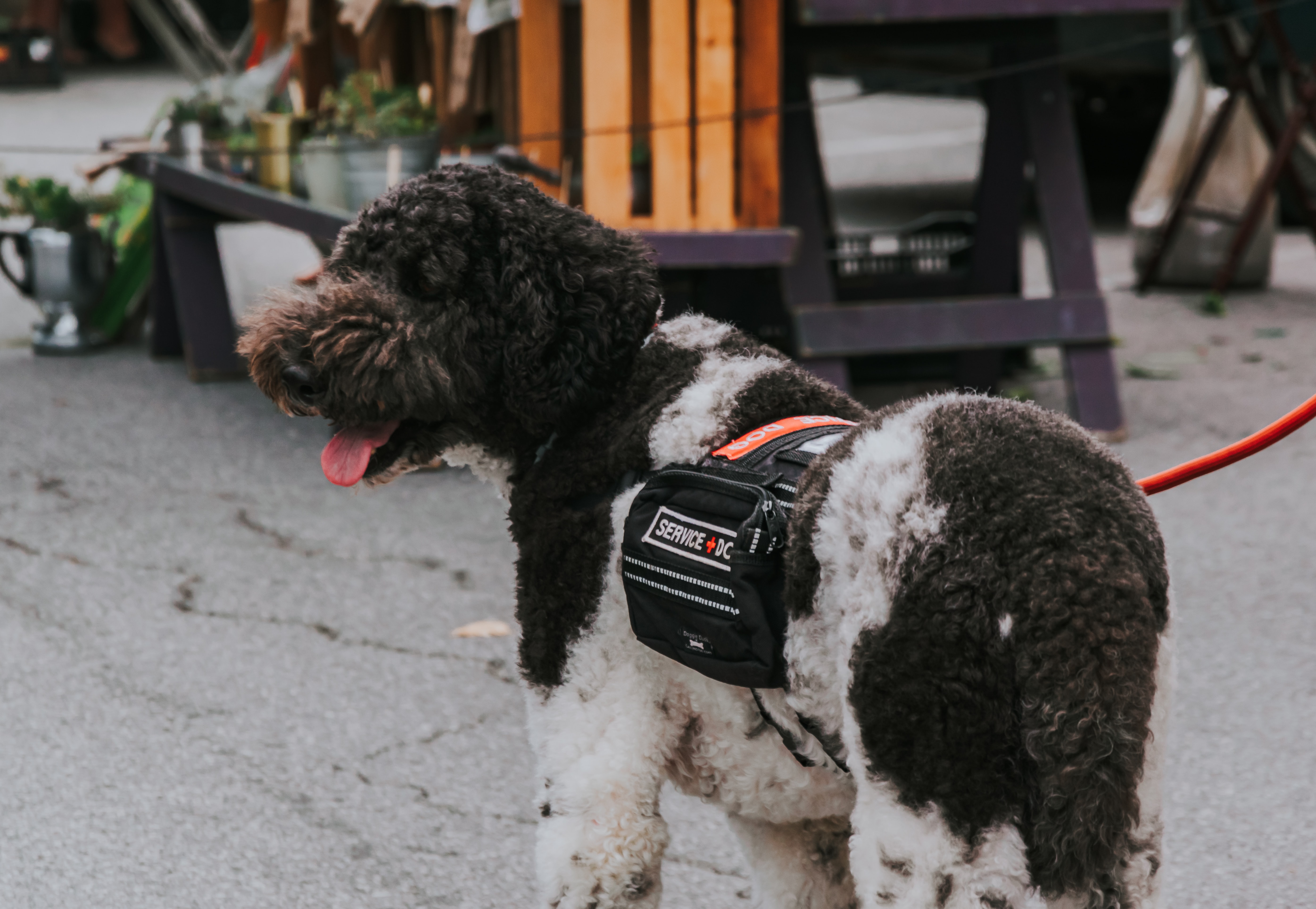 service dog wearing a vest outside