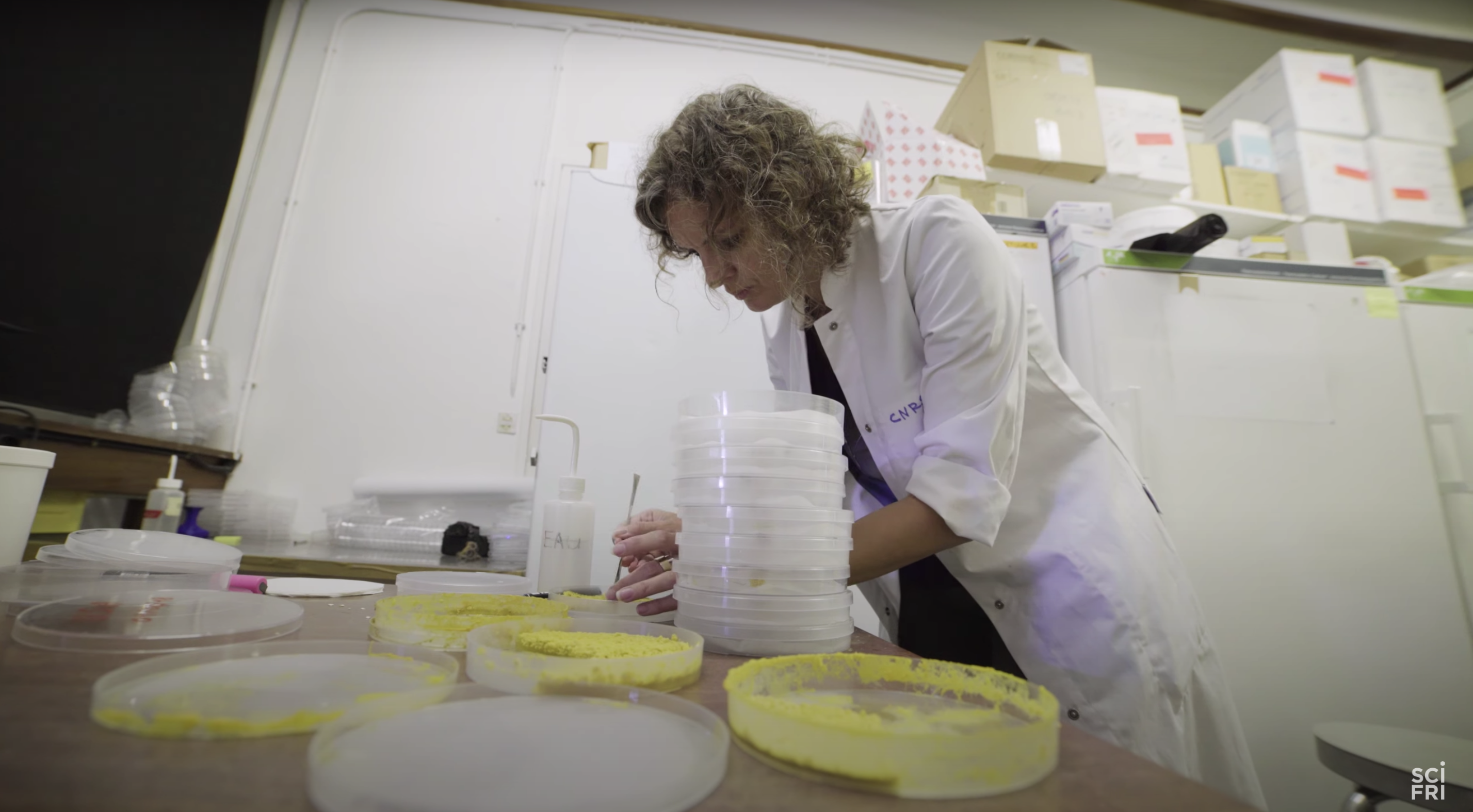 Audrey Dussutour setting up a slime mold experiment
