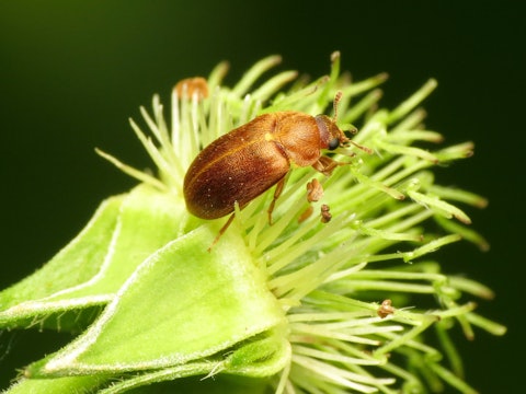 a brown beetle on a yellow flower