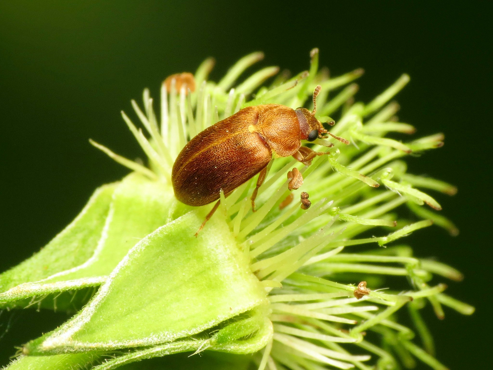a brown beetle on a yellow flower