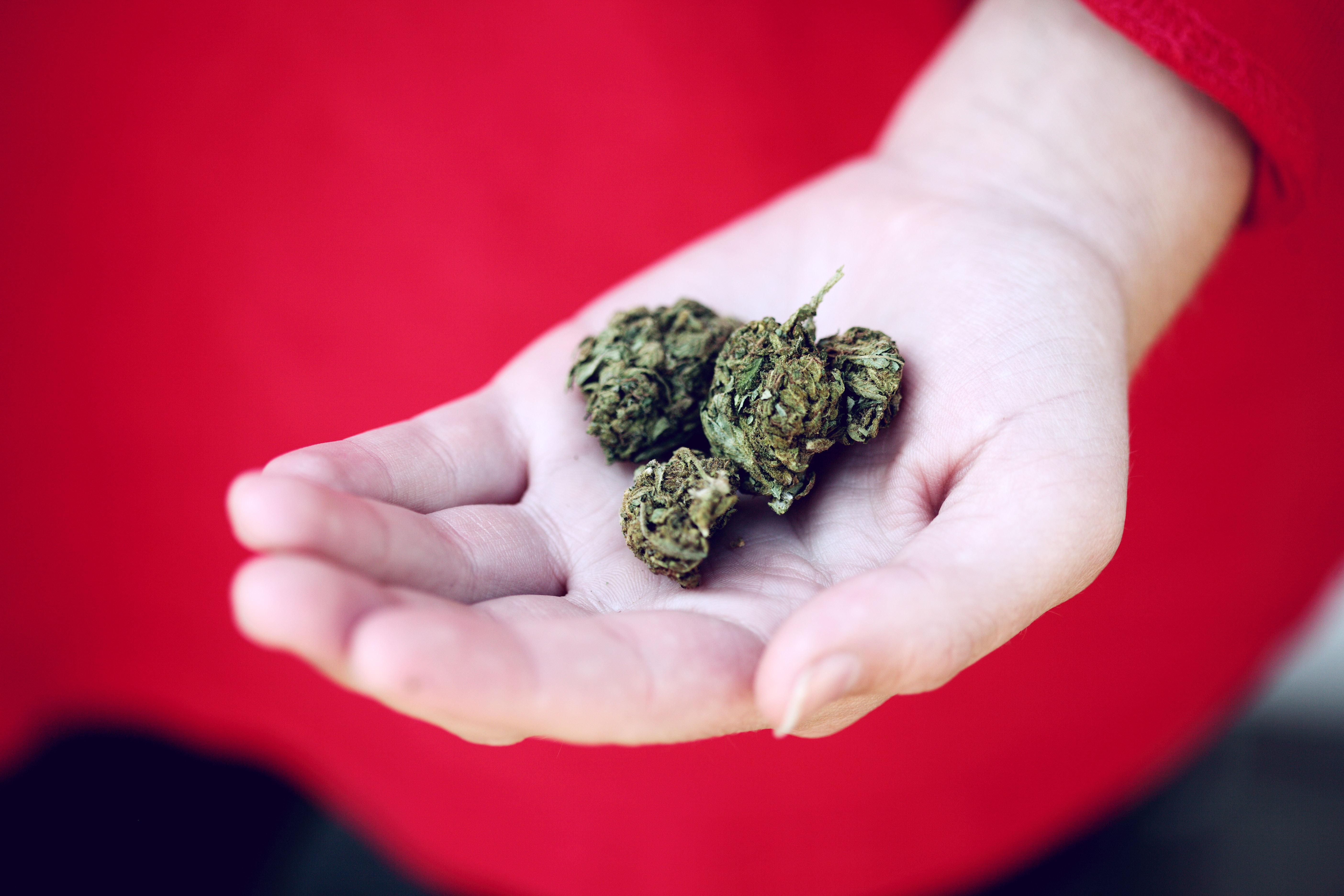 A few buds of marijuana (weed) in an outstretched hand.
