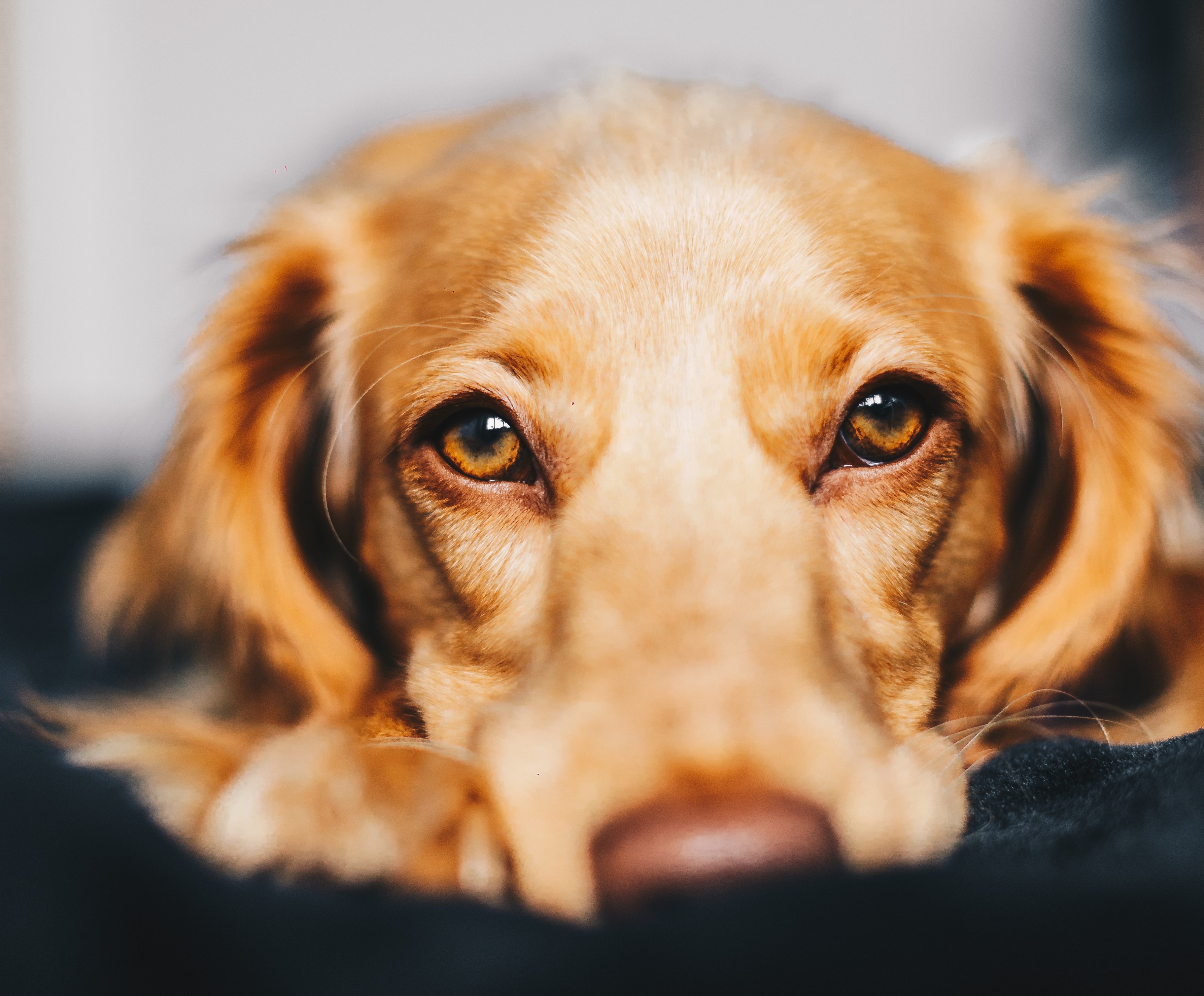 close up of golden retriever dog looking at camera