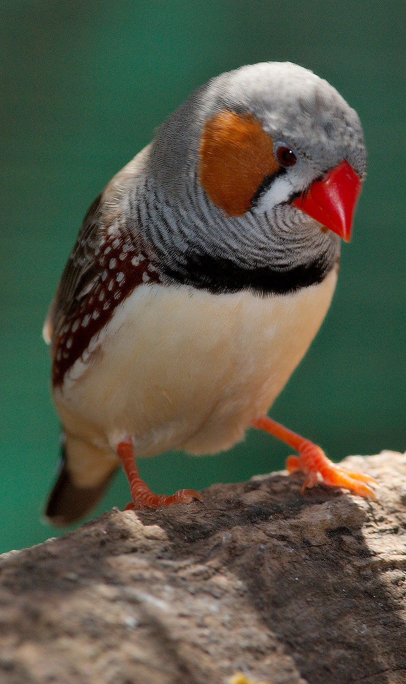 A male zebra finch at the Dundee Wildlife Park, Murray Bridge, South Australia