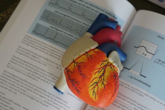 heart model on medical textbook