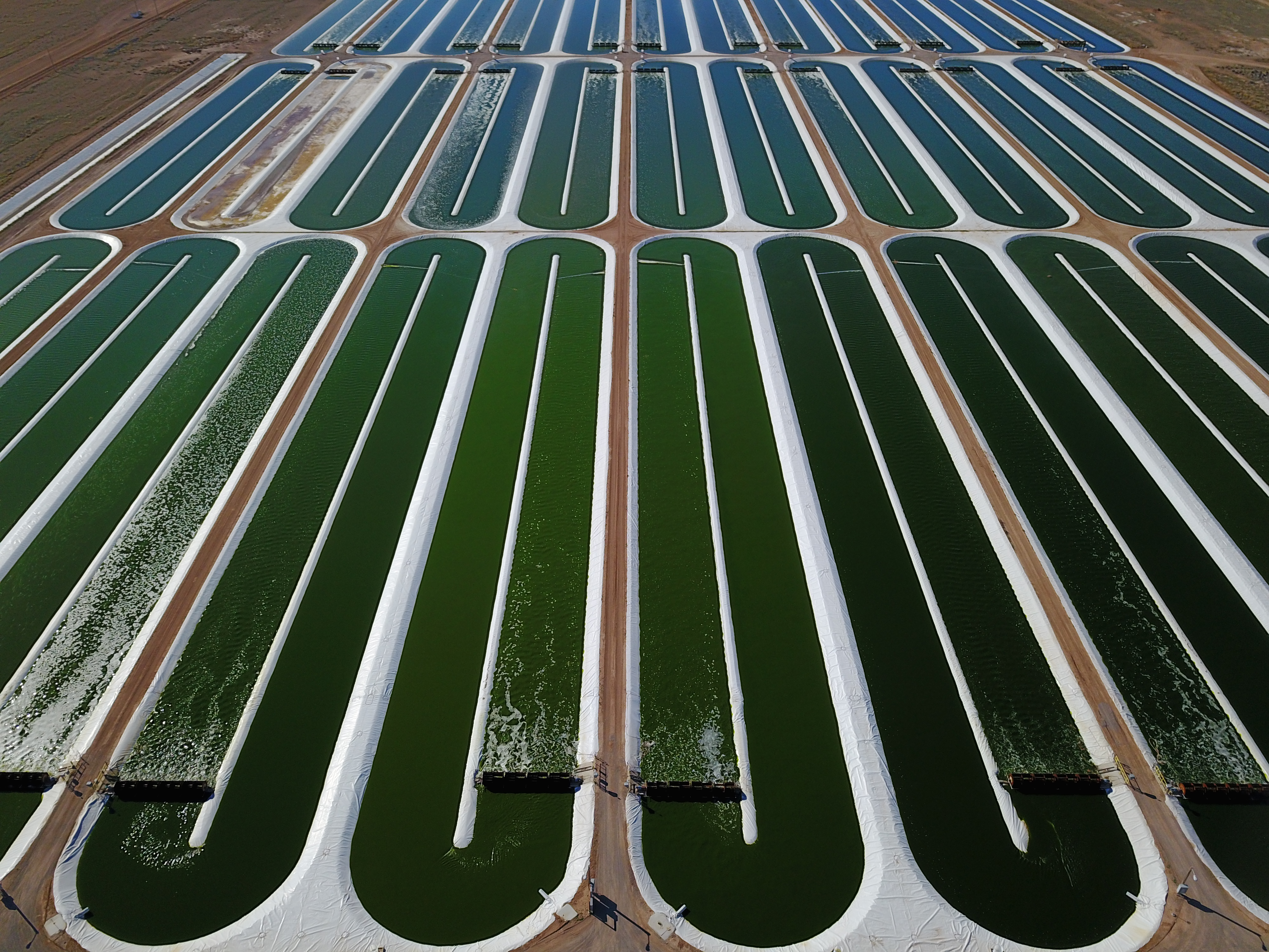 A close up view of iWi's pools of algae growing in the desert.