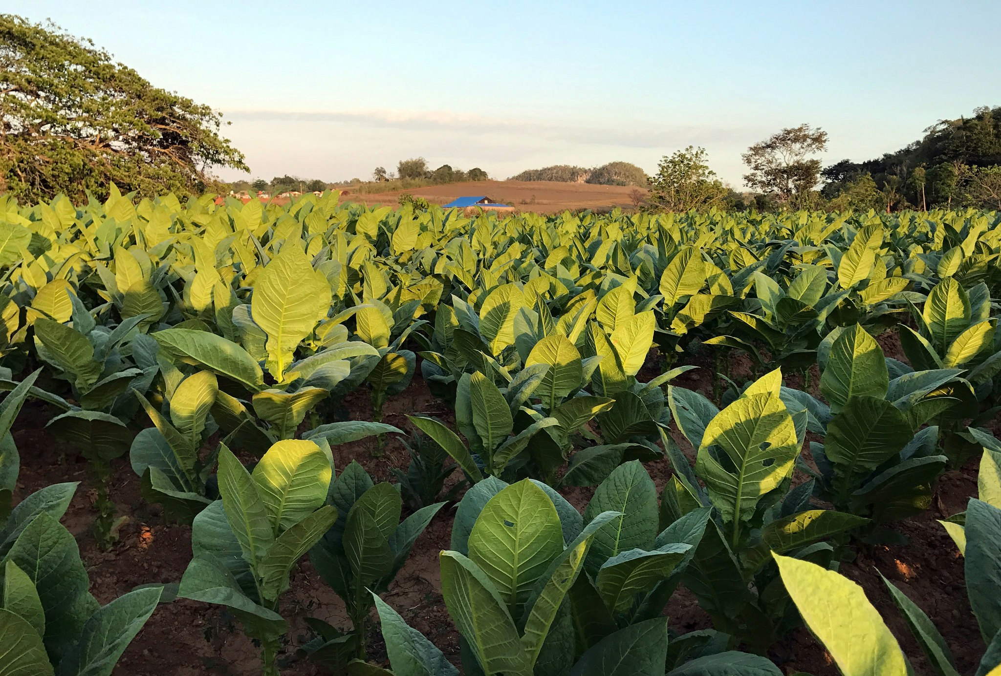 A tobacco field