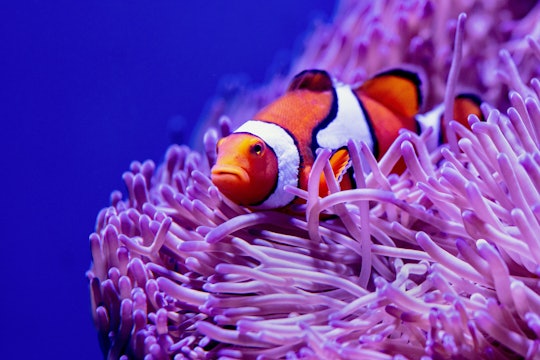 clownfish a small orange and white striped fish in a sea anemone