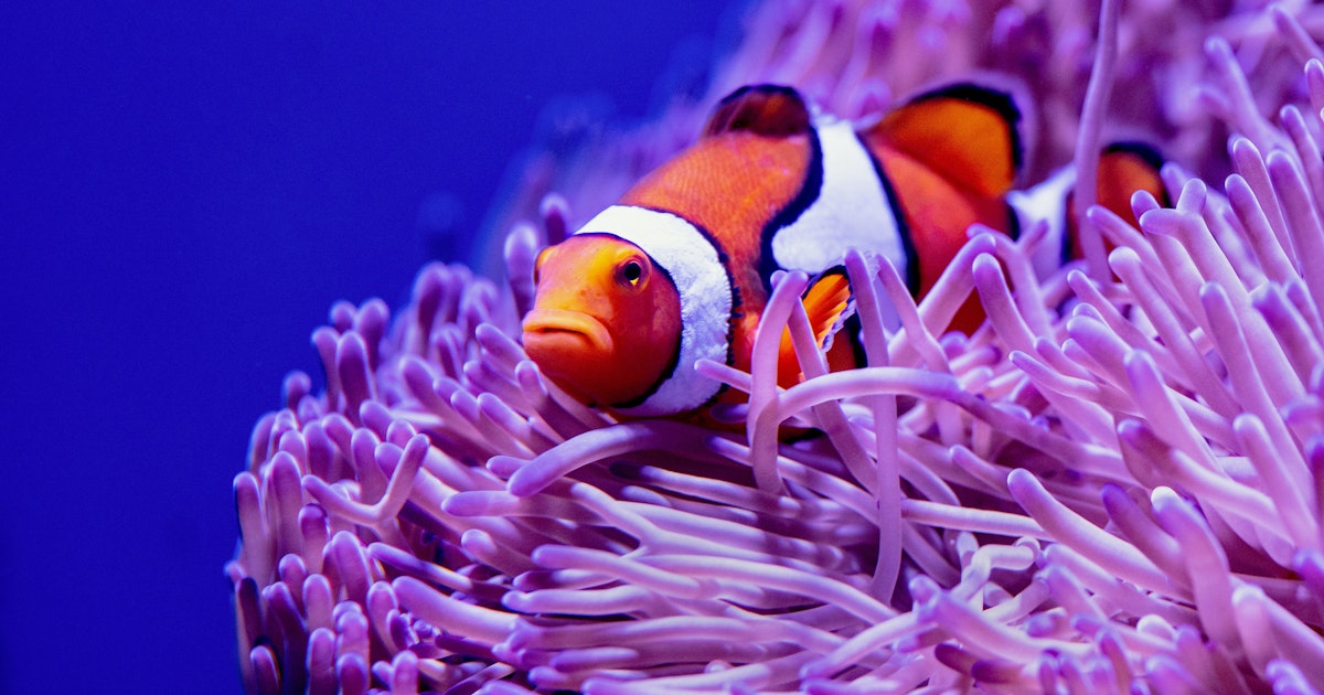 Anemone - Domonique Albright