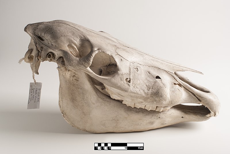 a museum specimen of a horse skull, with a label and scale bar, set against a white background