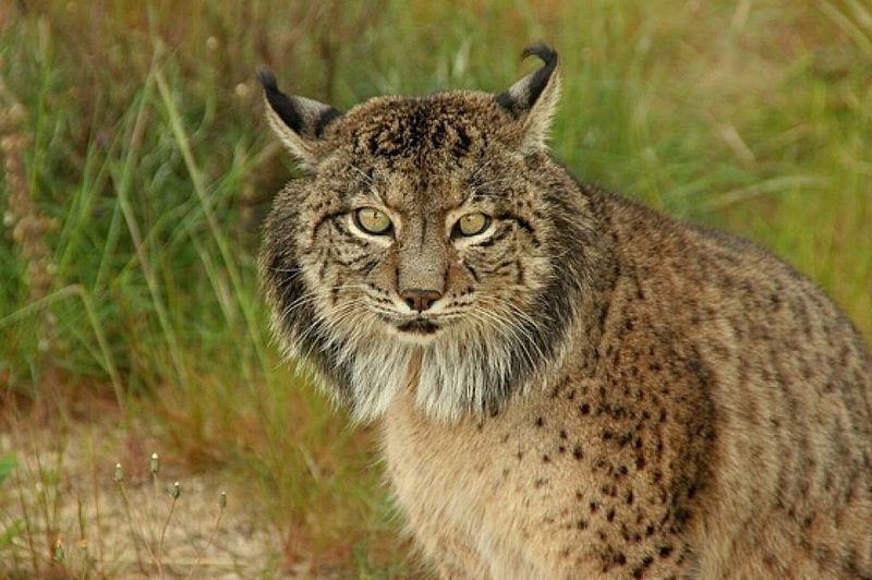 a spotted big cat with pointy ears and long whiskers