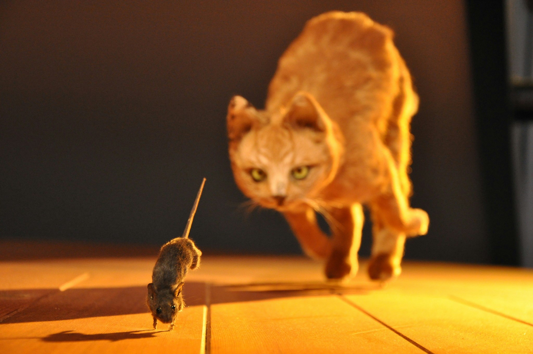 a cat chasing a mouse