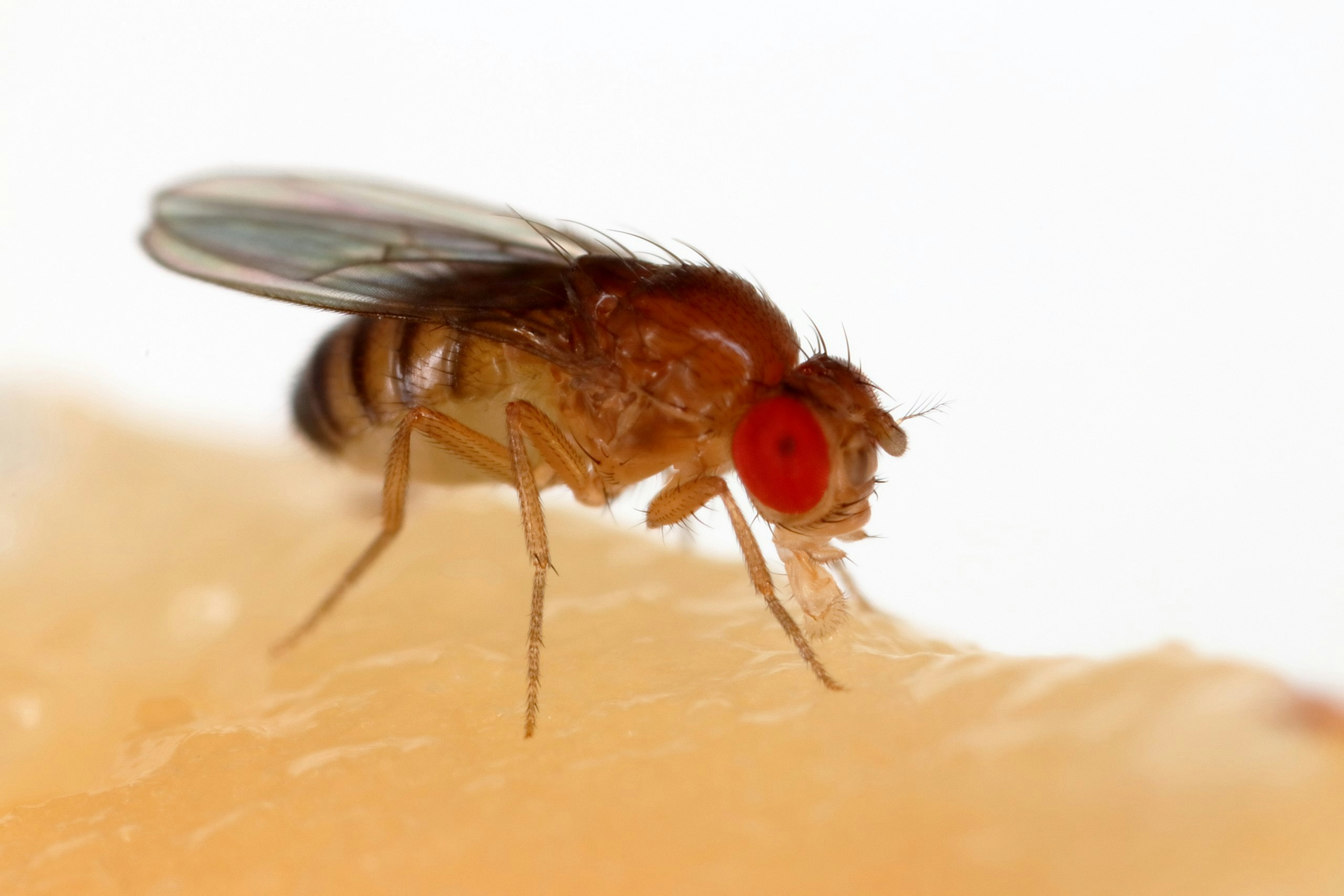 A fruit fly, Drosophila melanogaster